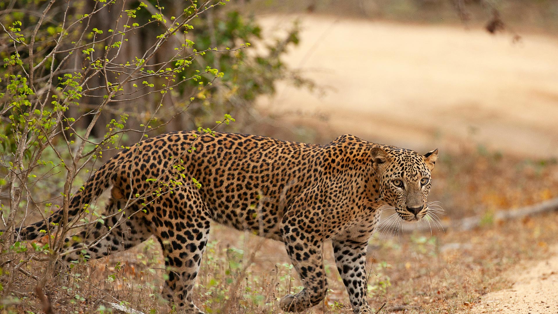 Ceylon Hush - Yala