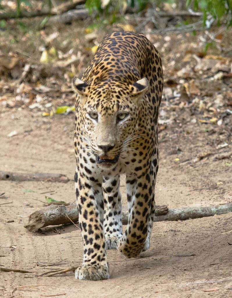 A Safari Adventure in Yala National Park - Sri Lankan leopard