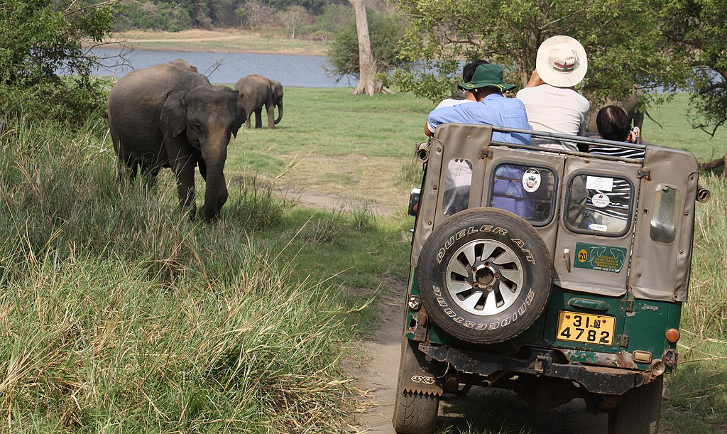 Minneriya National park - A Wildlife Safari Adventure In Sri Lanka