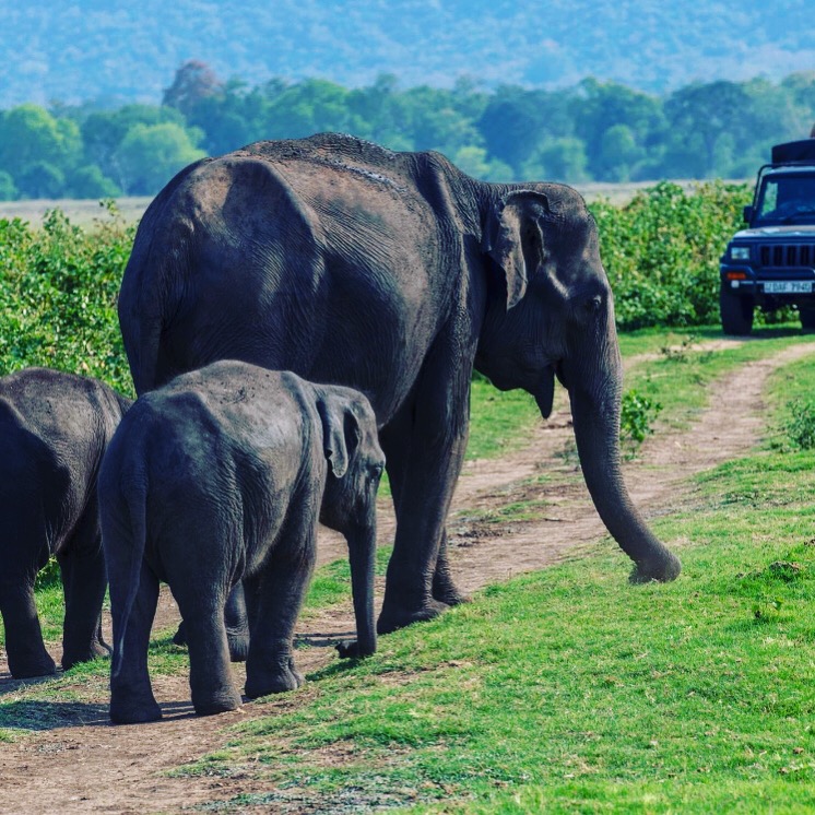 Safari at yala